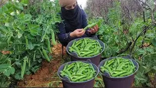 ميرزاد تقطف البازلاء في جو ممطر جدا  😍😍حياة الريف في الجزائر