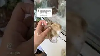 Мотивируйся на чистоту и порядок в инсте:_vishvets_