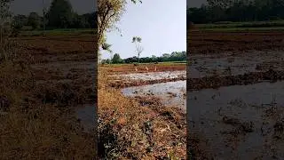 inko kya bolte hai aap 😱 #minivlog #vlog #viral #birds #shorts