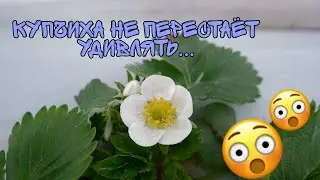 Цветение новых и старых сортов клубники