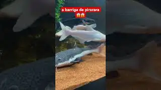 a barriga da pirarara 😱😱 #aquário