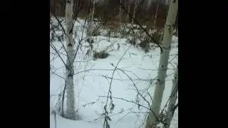 Петля на лису.Установка пели на лису.№2