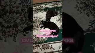 что будем дарить на 23 февраля? 