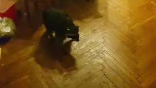 Marshmallow the Raccoon is making a mess.