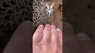 Ring-necked Pheasant Hissing Sound | DIY Reptiles