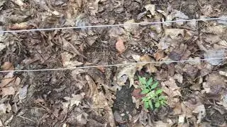2020.05.31 The Vegatable Garden Is In: Tour And Update