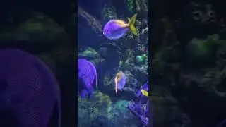 aquarium #chillvibes #kidsvideo #kids #aquariumfish #aqua #aquário @BeBRIGHTcp