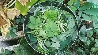 Orto & Siccità: Come Coltivare Piante & Verdure Senza Acqua?