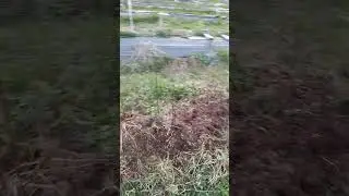 Подвой 54-118 перезимовал на Севере Московской области.