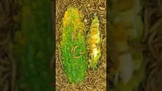 100000 Mealworms Eating Bitter Melon 