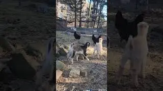 New goat babies so fresh, so clean #cuteanimals