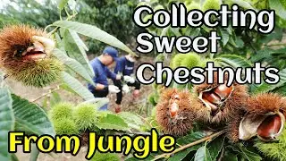 Collecting #Chestnuts from England - Turkish Kestane - Making At home in #Turkish Style