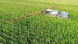 SPRAYING TALL CORN & SOYBEANS WITH FUNGICIDE - Getting a Raccoon thrown at me - OATS ARE DONE!