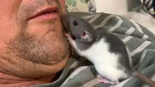 Dad meet a RAT for the first time! So cute!