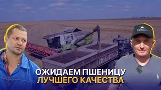 Десять сортов пшеницы, борьба с болезнями и разочарование в чечевице — Белозерка 2030
