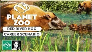 ▶ Red River Hog & Career Scenario | Screenshot Reveals | Planet Zoo Tropical Pack |