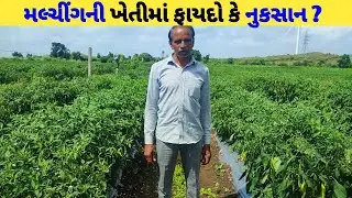 મલ્ચીંગની ખેતીથી શું ફાયદા થાય,શું રોગ જીવાત નથી લાગતા,શા માટે ખેડૂતે અપનાવવું જોઈએ  @Kheti_walee