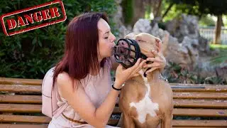 Are Pitbull dangerous ??? #dog #pitbulldog #doglover #pitbull #dogfight