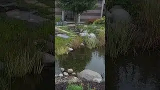 A Pond Of Dreams 