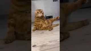 ЗВАЛА МЕНЯ #мяу
