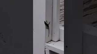 Chasing the Amazing, Color-Changing Lizard...a.k.a. an Anole!