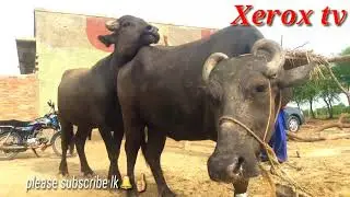 Buffalo meet with animal fun v vip this video