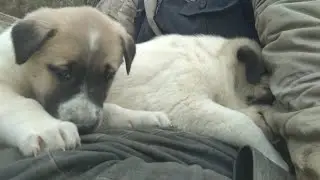 HAS KANGALLARIN SEVİMLİ HALLERİ KAMERAYA SALDIRDI 😱 kurt boğan Kangal bunlar 😱