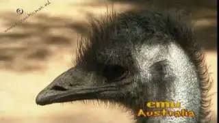 Emu, Australia's tallest bird ...