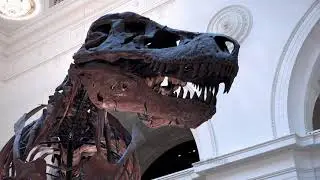 Did you know this about the T-Rex 🦖 #dinosaur