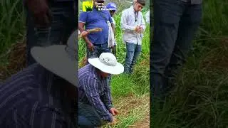 PASTO ESTRELLA lo Vendemos Listo Para Sembrar