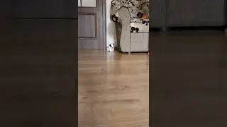 Наша Симбочка🥰♥️🥰