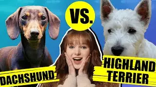 DACHSHUND VS WEST HIGHLAND TERRIER