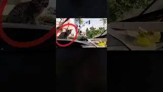 Eagle shocked 😢 and Cat rock 😎 