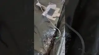 100% CHLORINATED WATER CHANGE.. | HITO