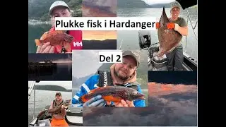 Plukke fisk i Hardanger del 2
