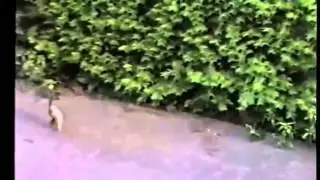 Приколы про животных.Самые смешные!