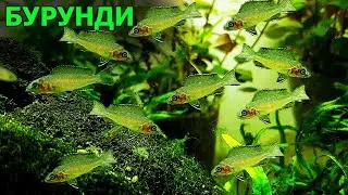 Аквариум с Бурунди