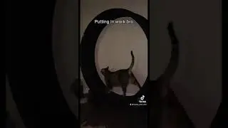 The work doesn’t stop😂 #cats