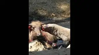 Komodo dragon eating a buffalo alive