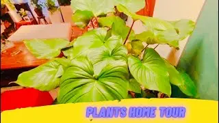 Обзор цветов: зал и кухня. Home plant tour.