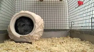 One day in the life of Darwin the chinchilla from mychinchillas.com