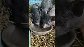 Ниф-ниф, наф-наф, нуф-нуф 🐽 это же они ! У нас пополнение на Ферме 🐷