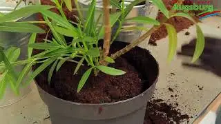 Oleander - Einpflanzen in ein Gefäß