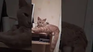 Деловой кот #кот #смешныевидео #cat