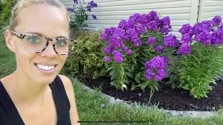 Proven Winners Luminary Ultraviolet Phlox One year Update! | Simply Bloom