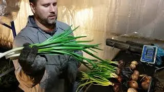 Cleaning Karatal Onions. Calculating Green Onion Yield Percentage