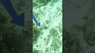 Nagulat Nalang Sya At Tumingin Pa!🤣 #funny #spearfishingphilipines #seacreatures #Shorts