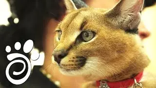 Популярные Породы Котов. Все О Домашних Животных