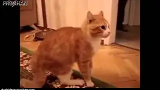 Gato envocado