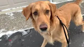 Golden Retriever Dog Park Adventure | [Percy Is Golden]